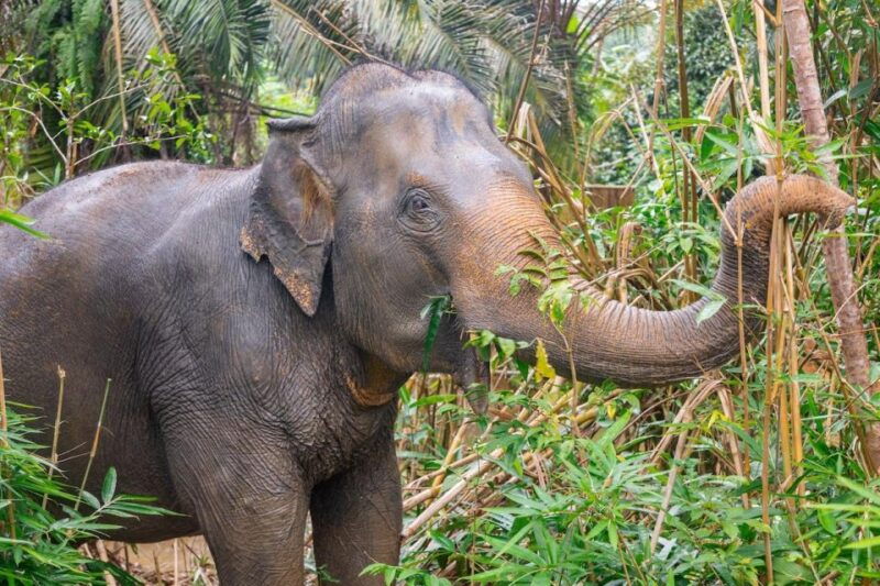 Khaolak Ethical Elephant Sanctuary Snack Making & Feeding - Good To Know