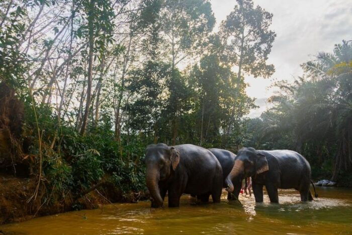Khaolak Ethical Elephant Sanctuary Snack Making & Feeding - Frequently Asked Questions
