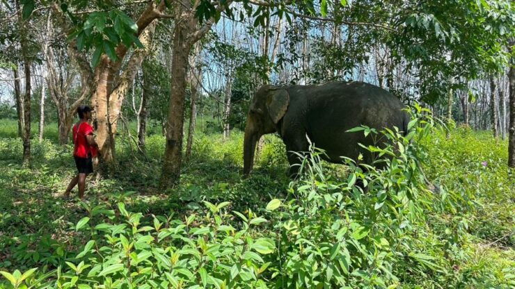 Khaolak Hightlight Jungle Trekking With Eco Guide Day Tour - Activity Details