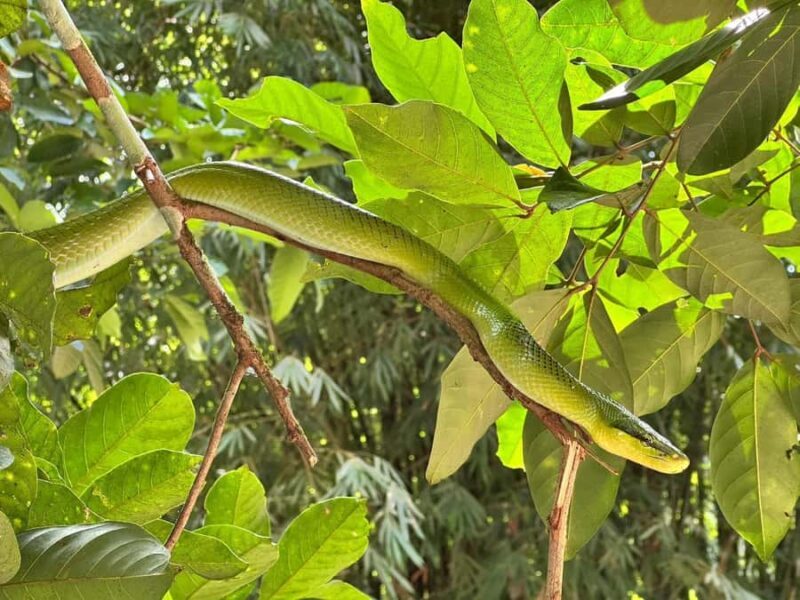 Khaolak: Little Amazon and Wat Khongkha Phimuk (Half Day) - Good To Know