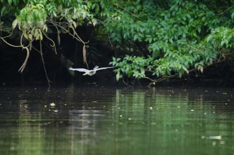 Khaolak: Little Amazon and Wat Khongkha Phimuk (Half Day) - Authentic Encounters & Hidden Gems
