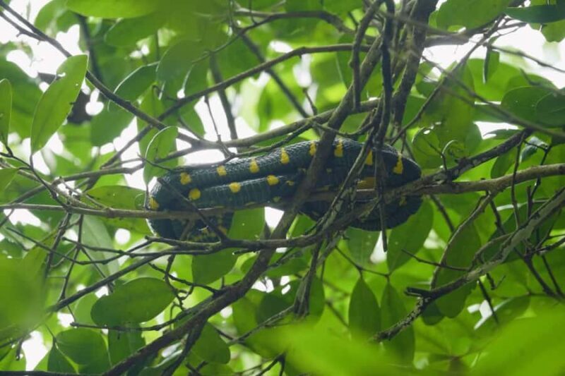 Khaolak: Little Amazon and Wat Khongkha Phimuk (Half Day) - Final Thoughts: Is This Tour Worth It?