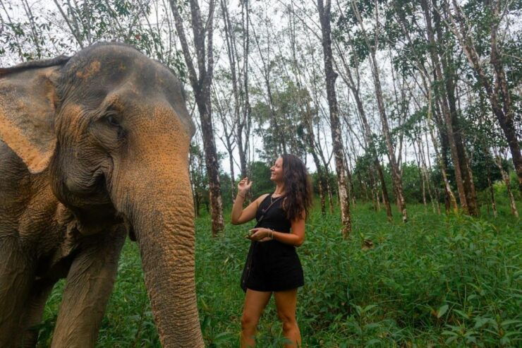 Khaolak: Sunset Elephant Walk With Complimentary Cocktail - Tour Details