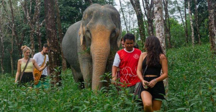Khaolak: Sunset Elephant Walk With Complimentary Cocktail - Experience Highlights