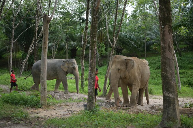 Khaolak Wild Ride and Gentle Giants Experience - Exhilarating Ride