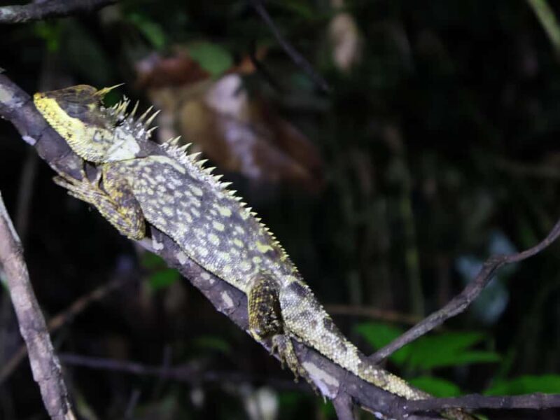 Khaosok Bamboo Raft & Night Safari (From Khaolak) - Exploring the Itinerary: What You’ll Really Experience
