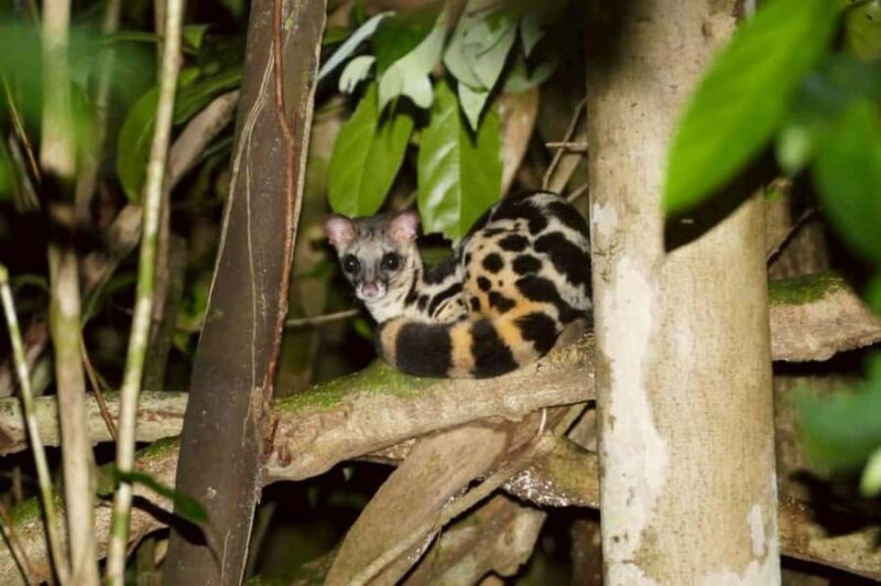 Khaosok: Bamboo Tube Cooking Day & Night Wildlife Experience - Good To Know