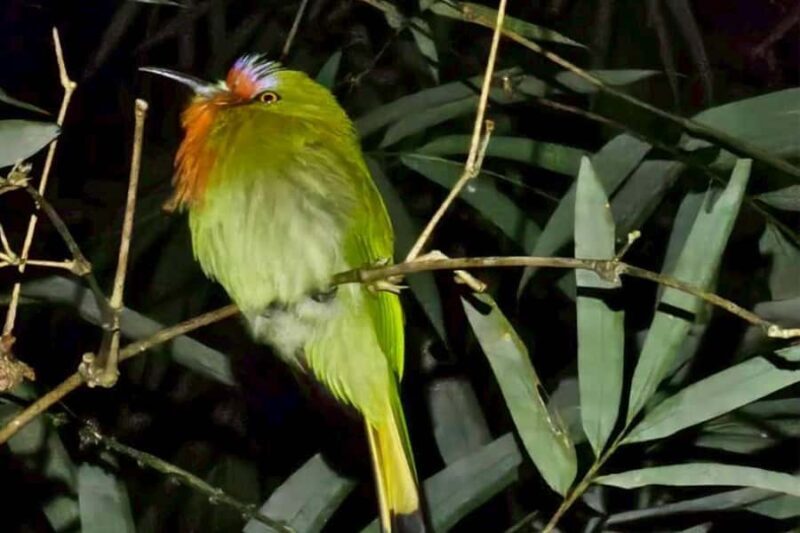 Khaosok: Bamboo Tube Cooking Day & Night Wildlife Experience - Good To Know