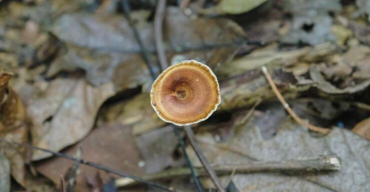 Khaosok Jungle Camping Tour & Khaosok Rain Forest Hiking - Tour Duration and Cancellation Policy