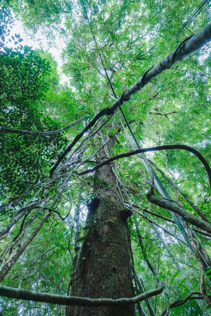 Khaosok Jungle Camping Tour & Khaosok Rain Forest Hiking - Experience Highlights and Activities
