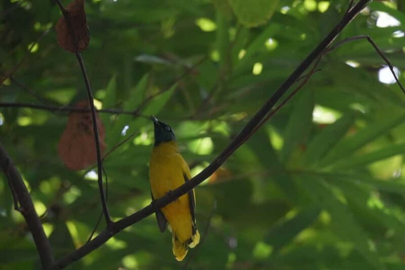 Khaosok: Jungle Walk & Bamboo Rafting with Local Market - The Sum Up