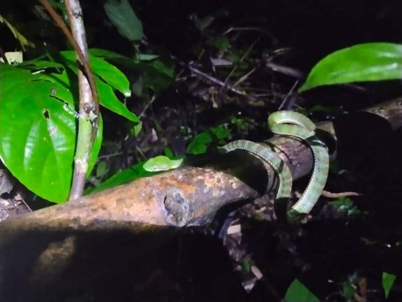 Khaosok Night Safari Experience (From Khaolak) - Good To Know