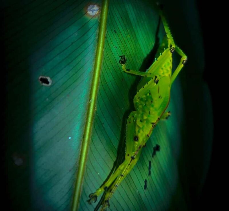 Khaosok Night Safari Experience (From Khaolak) - Exploring the Khaosok Night Safari: What to Expect