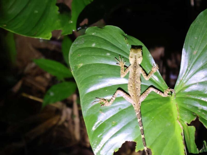 Khaosok Night Safari Experience (From Khaolak) - Who Should Book This Tour?