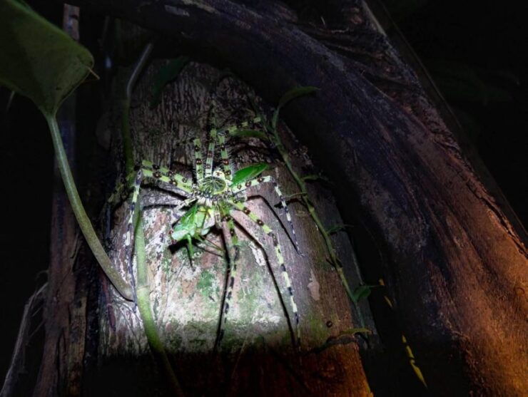 Khaosok Night Safari Experience (From Khaolak)thai - Cancellation Policy