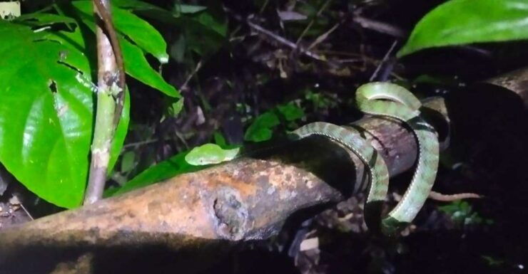 Khaosok Night Safari Experience (From Khaolak)thai - Duration and Availability