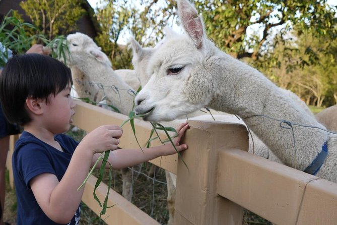 Khaoyai Day Trip From Bangkok - Transportation Options to Khaoyai