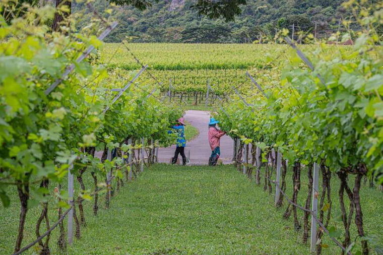 KHAOYAI : Wine Tasting Tour & Primo Piazza & Hokkaido Flower - Important Information