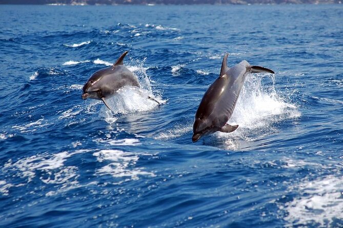 Khasab Half Day Dhow Cruise With Dolphin Watching & Swimming - Important Booking Information