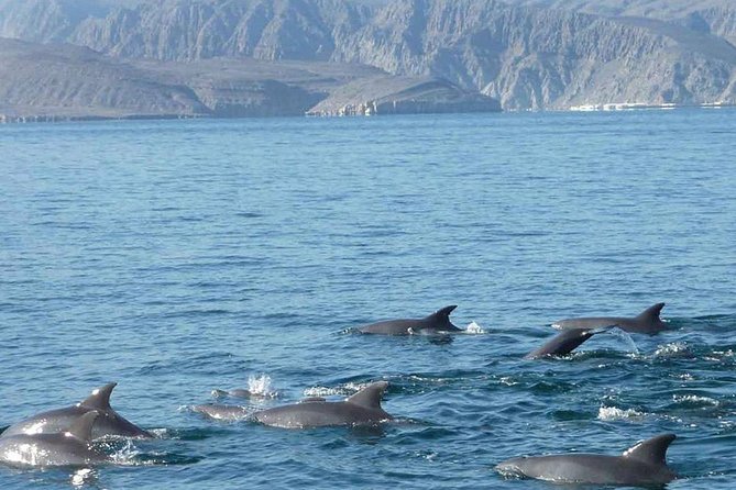 Khasab Musandam Cruise Lunch Day Trip From Dubai - Activities and Experiences