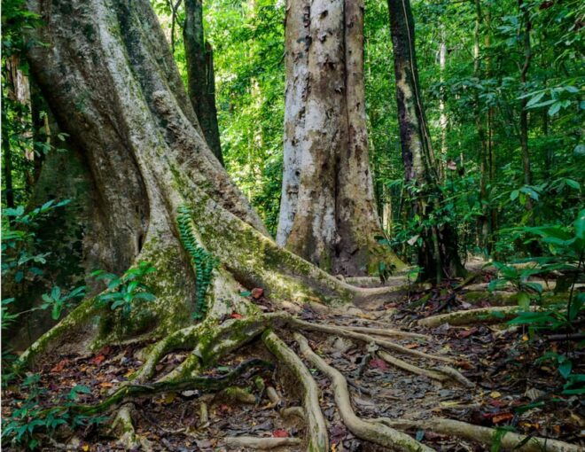 Khlong Sok: Khao Sok Waterfalls and Wildlife Half-Day Trek - Inclusions for Participants