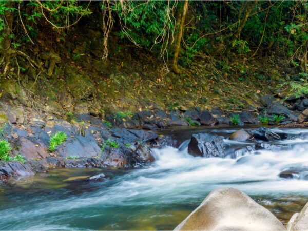 Khlong Sok: Khao Sok Waterfalls and Wildlife Half-Day Trek - Break Down