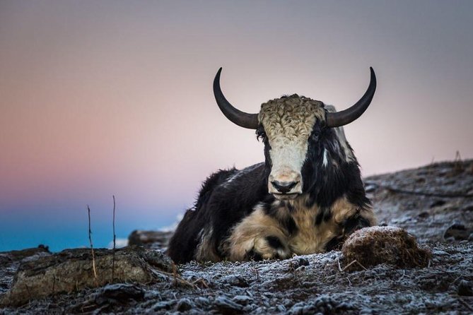 Khopra Danda Trek - Common Questions