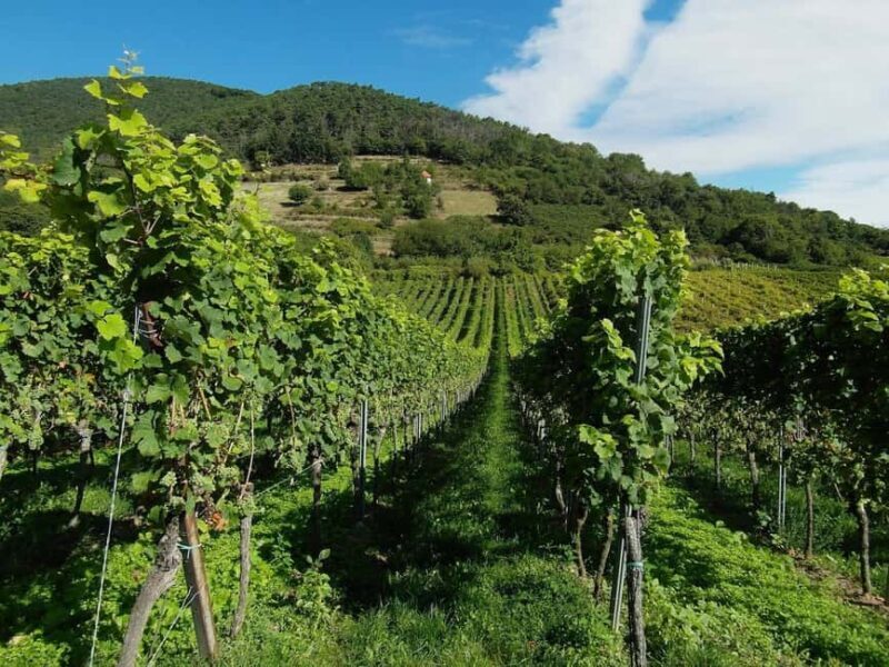 Khor Virap and Noravank Monasteries Tour - Good To Know