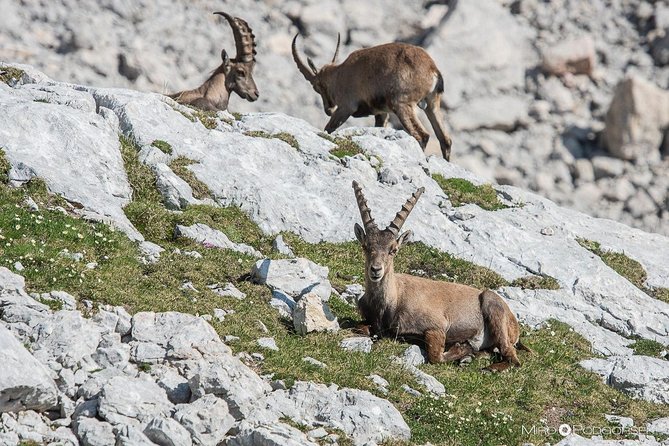 Khor Virap, Areni Winery, Noravank + Wild Goat Watching - Private Tour - Inclusions