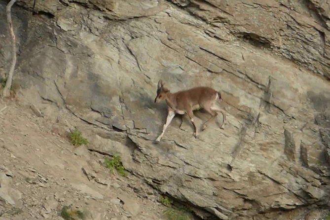 Khor Virap, Areni Winery, Noravank + Wild Goat Watching - Private Tour - Frequently Asked Questions