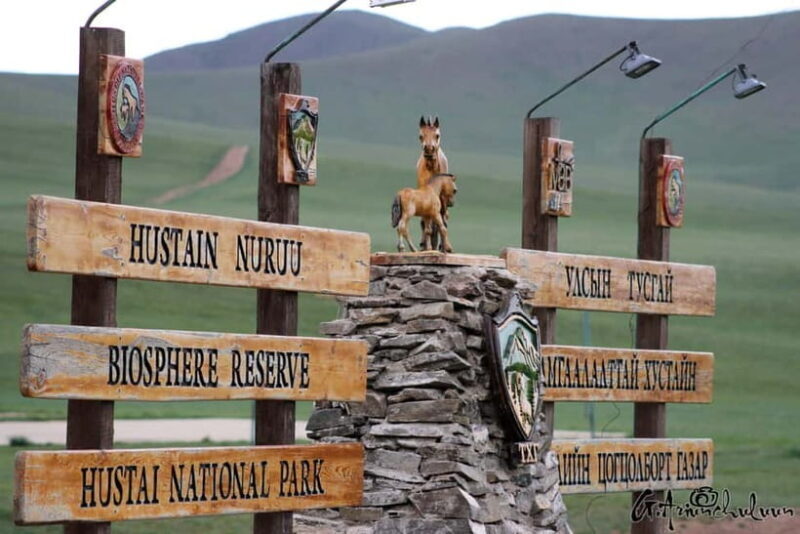 Khustai National park day tour-Wild horses - A Detailed Look at What to Expect