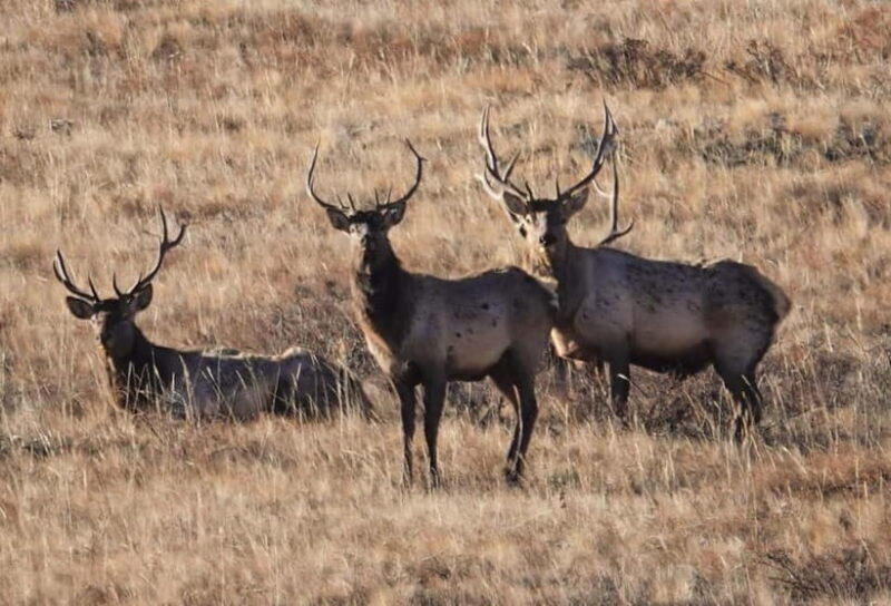 Khustai National park day tour-Wild horses - Who Should Consider This Tour?