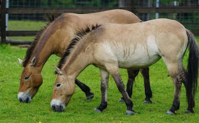 Khustai National park day tour-Wild horses - Good To Know