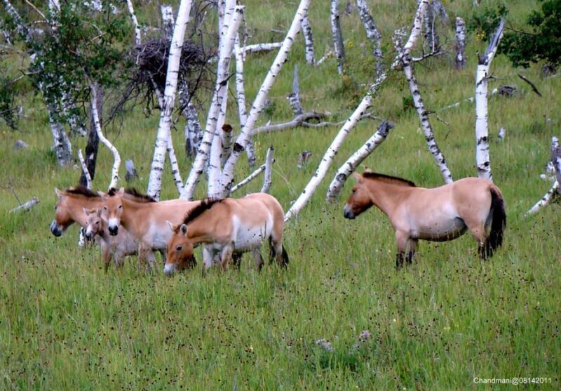 Khustai National park day tour-Wild horses - The Sum Up