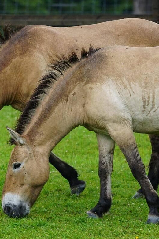 Khustai National park day tour-Wild horses - FAQs