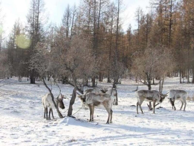 Khuvsgul Lake & Tsaatan Reindeer Herders Tour - The Sum Up