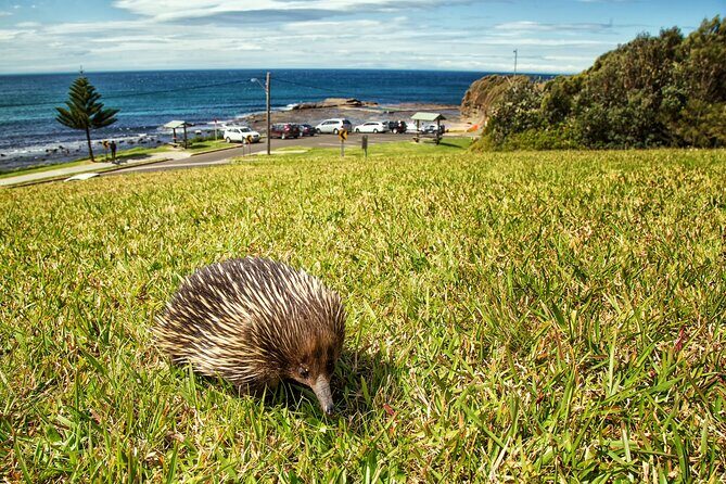 Kiama Coastal Day Tour in Sea Cliff Bridge Blowhole and Wildlife - Who Should Consider This Tour?