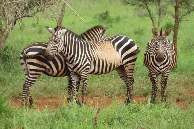 Kigali to Akagera National Park Round Trip Private Transfer. Rwanda - Good To Know