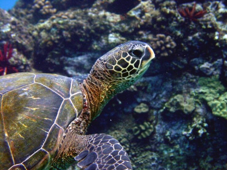 Kihei: Kayaking, Snorkeling, and Surfing Combo Experience - Activity Details and Logistics