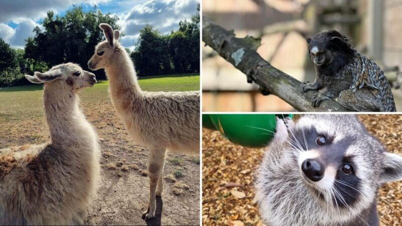 Kildare: Clonfert Farm General Admission Ticket - Who Will Love Clonfert Farm?
