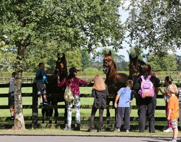 Kildare: Irish National Stud & Gardens - Interactive Irish Racehorse Experience