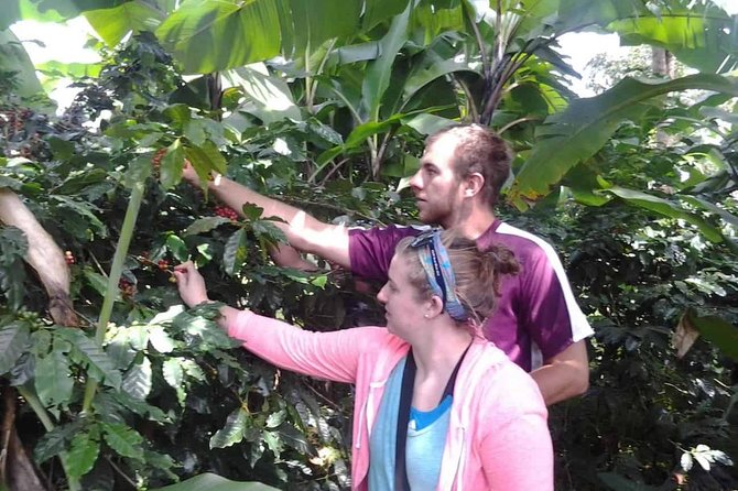 Kilimanjaro Coffee Tour and Waterfalls - Culinary Experience
