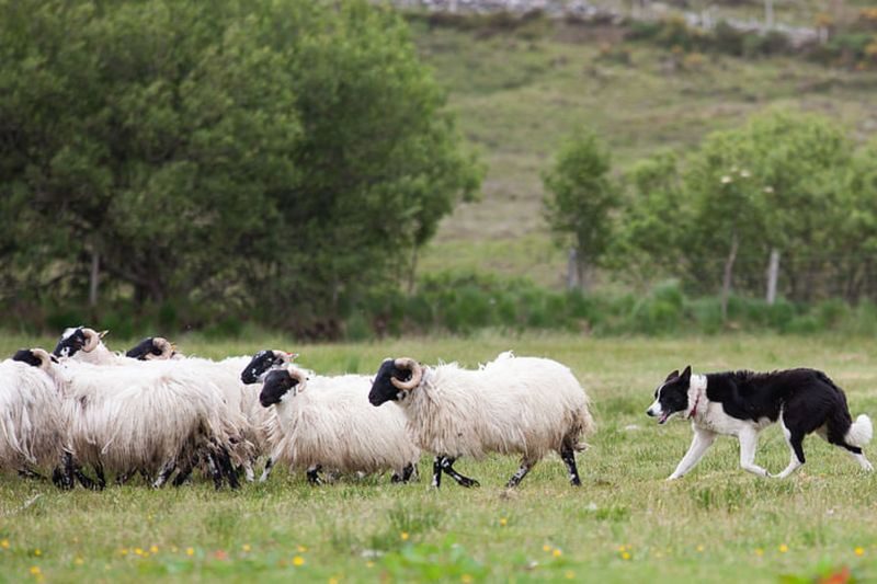 Kilkenny, Wicklow, and Glendalough Tour from Dublin - The sheepdogs at work