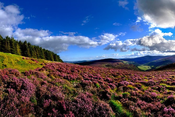 Kilkenny, Wicklow Mountains, Glendalough, Sheep Dog Trials, Day Trip From Dublin - Highlights and Unique Experiences
