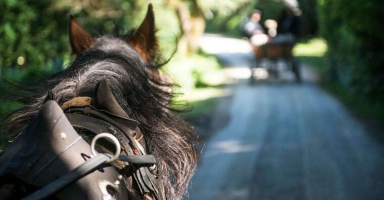 Killarney: 1-Hour Jaunting Car Horse and Carriage Tour - Why This Tour Works