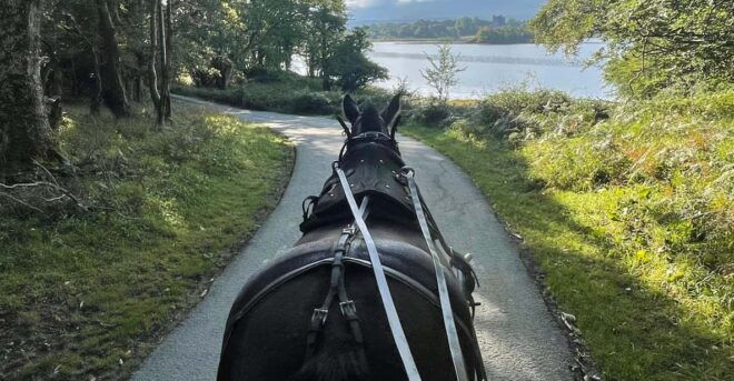 Killarney Carriage Tours National Park and Lakes - Customer Experience