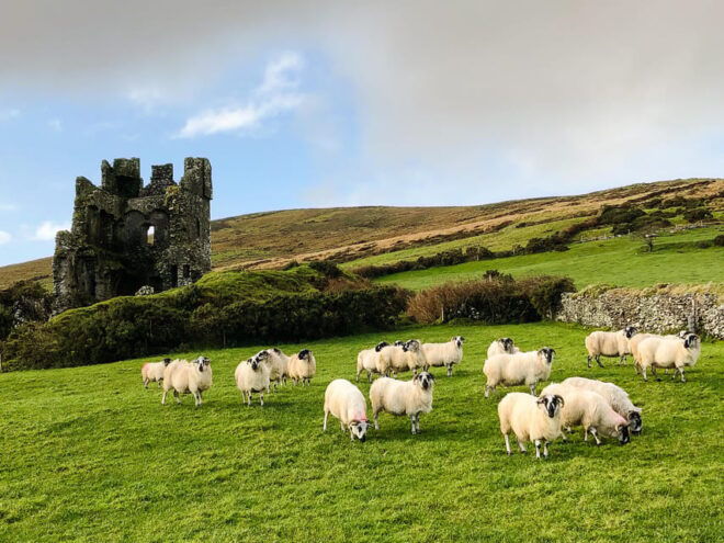 Killarney: Dingle Peninsula Photo and Sightseeing Tour - Lunchtime in Dingle
