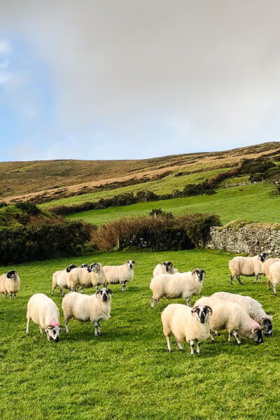Killarney: Dingle Peninsula Photo and Sightseeing Tour - Frequently Asked Questions