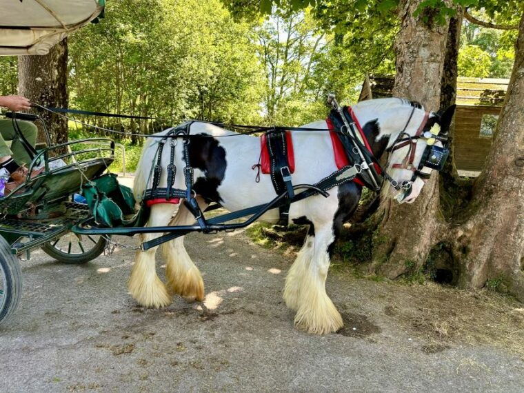 Killarney: Killarney National Park Private Tour - Why This Tour Stands Out