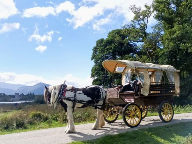 Killarney: Killarney National Park Private Tour - Customer Reviews